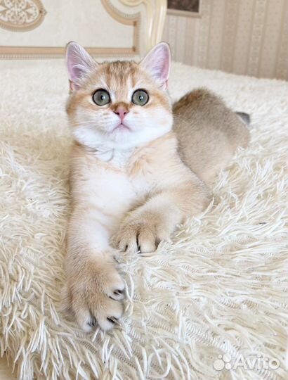 Золотая кошечка Nora ny11