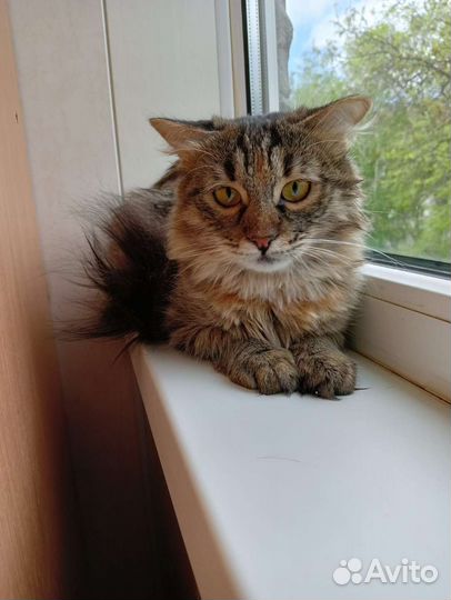 Молодая кошечка ищет дом