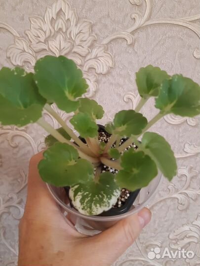 Фиалки сортовые