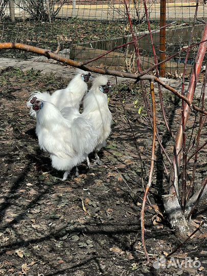 Китайские шелковые петухи