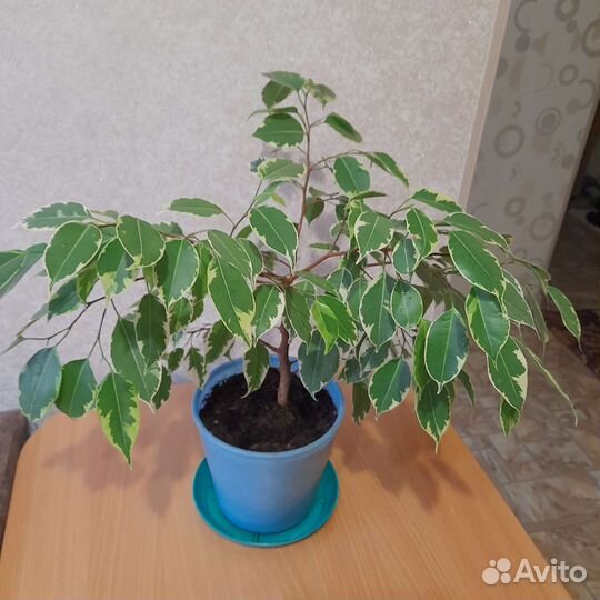 Фикус бенджамина