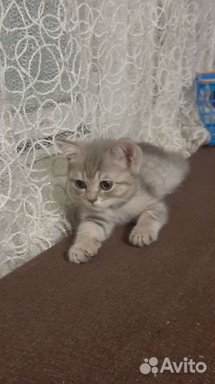 Шотландские котята