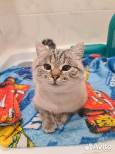 Кошечка Яишенка