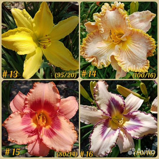 Лилейники разные сорта