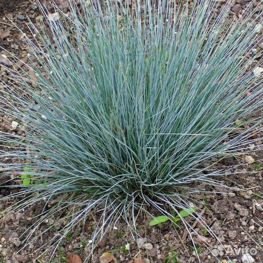 Садовые многолетники