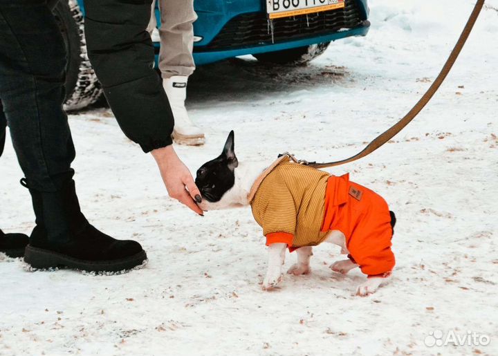 Продам собачий комбинезон
