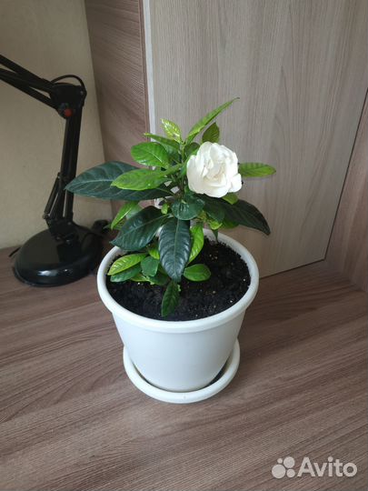 Жасмин Комнатный Ароматный Черенок две макушки