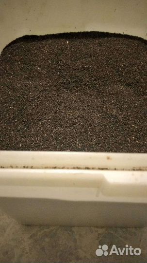 Пжвм восковая моль