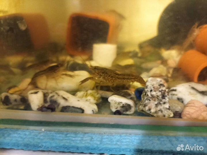 Мраморный рак