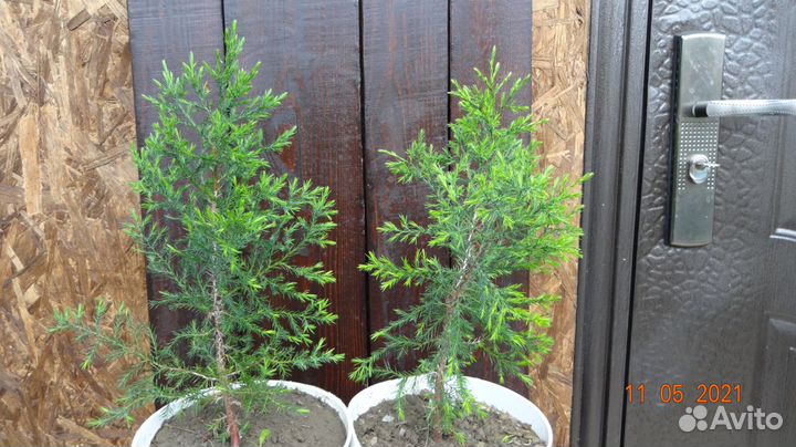 Декоративный Ландшафтный Можжевельник 5-Летка
