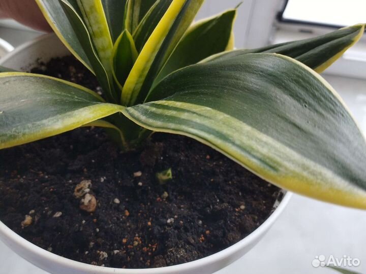 Сансевиерия ханни крео