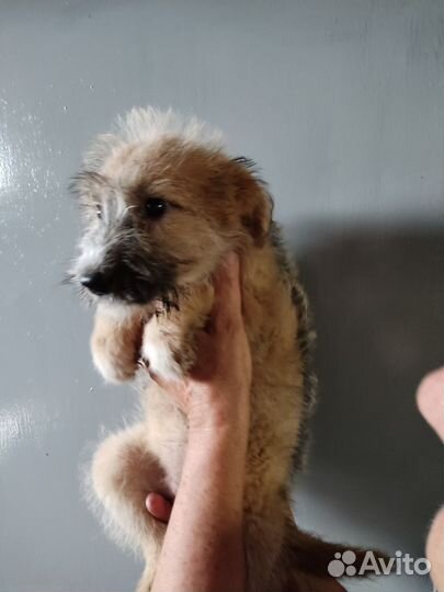 Отдается в добрые щенок (девочка, 3 мес)