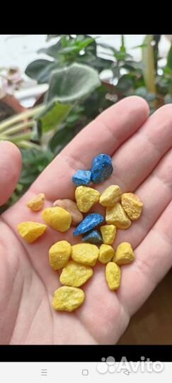 Барбус акулий бала Аквариум отсадник Декор