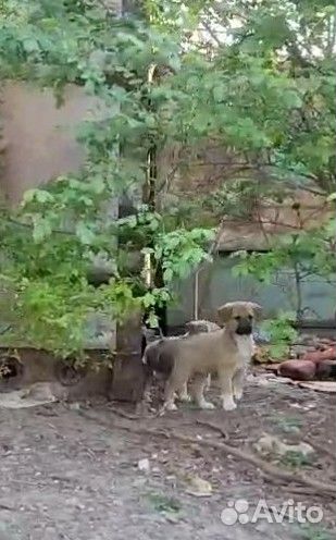 Щенки от крупной собаки