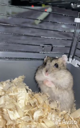 Джунгарский хомяк бесплатно