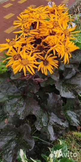 Бузульник Брит Мари Крауфорд