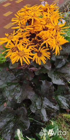 Бузульник Брит Мари Крауфорд