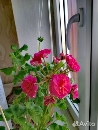 Пеларгония герань сортовая