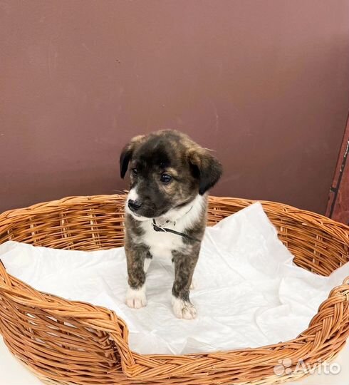 Щенок мальчик