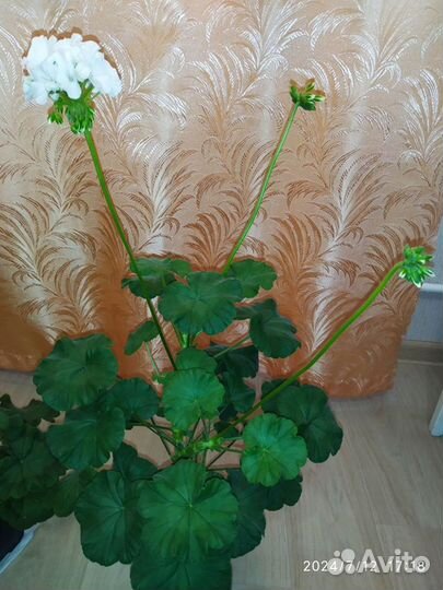Пеларгония герань белая и розовая