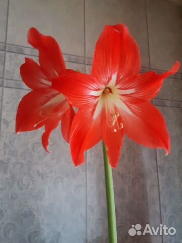 Выезд надом Ветеринара