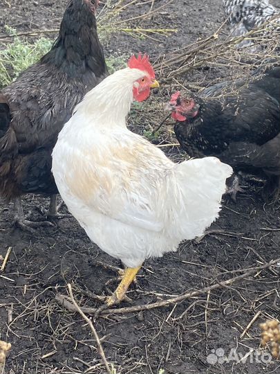 Петушки 5 мес