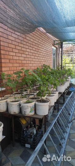 Саженцы винограда