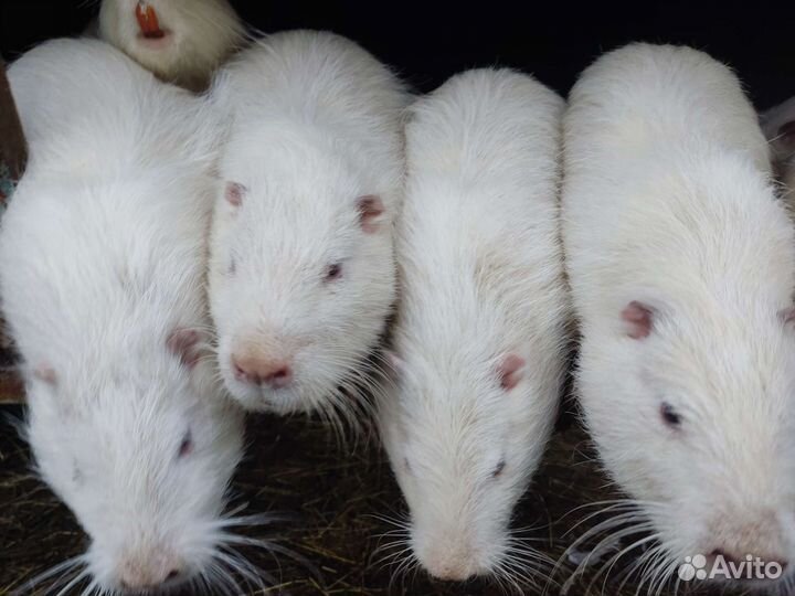 Самцы на племя