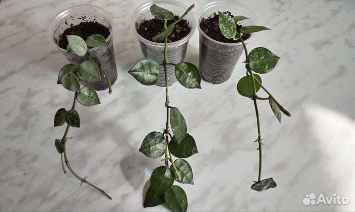 Хойя лакуноза и лакуноза эскимо сильвер