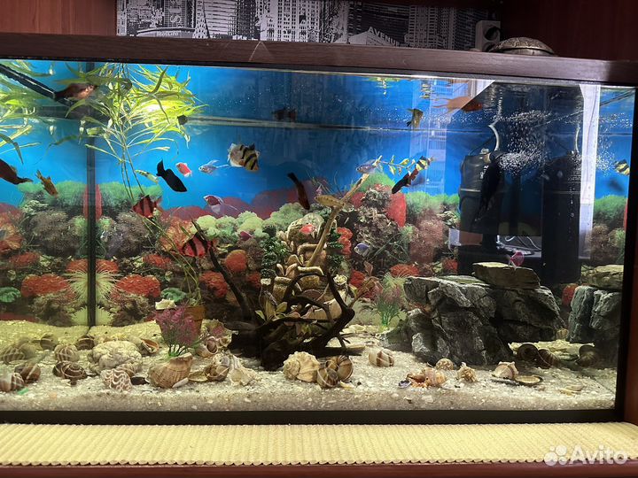 Аквариум