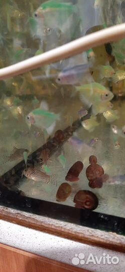Аквариумные рыбки