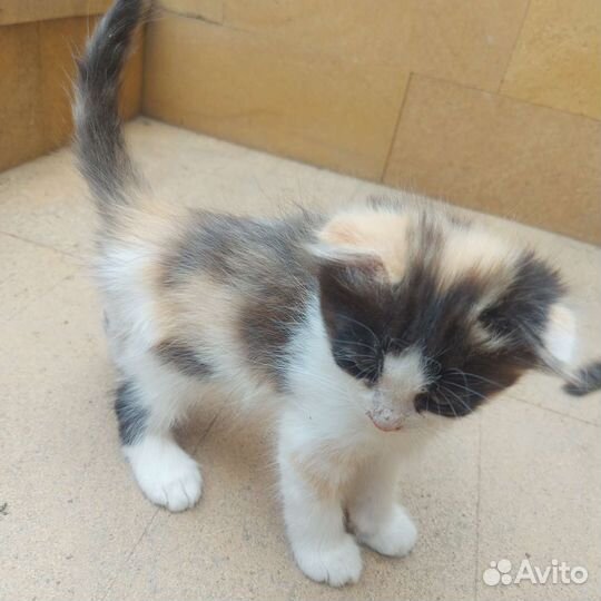 Вислоухие котята, отдам в добрые руки