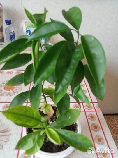 Мандарины из Афона 9-49 см, Готовили под привив