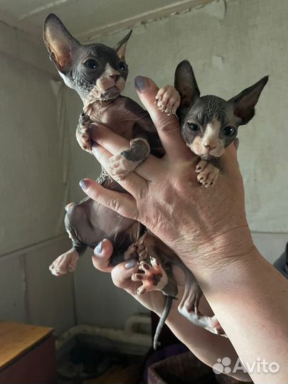 Донской сфинкс