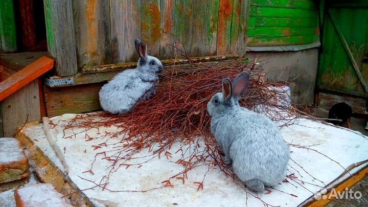 Кролики породы бургундские