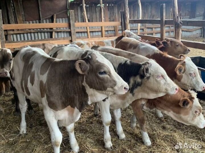 Быки на доращивание