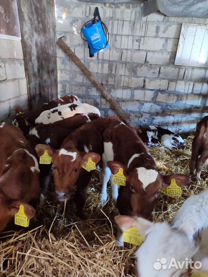 Бычки симменталы