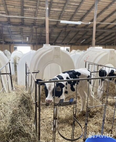 Бычки. Телята