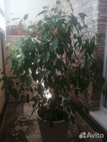 Комнатные домашние растения