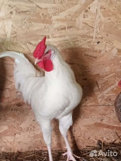 Куры петухи