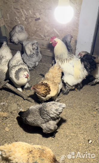 Инкубационное яйцо брама