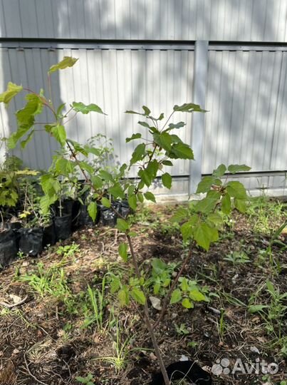 Клен татарский гиннала