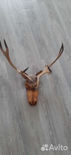 Рога оленя