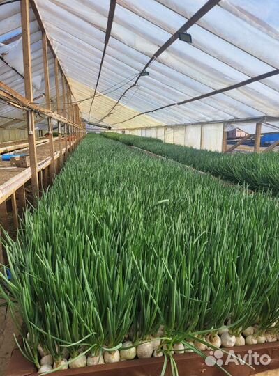 Лук зеленый свежей срезки с доставкой LUK-9181