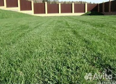 Укладка газона