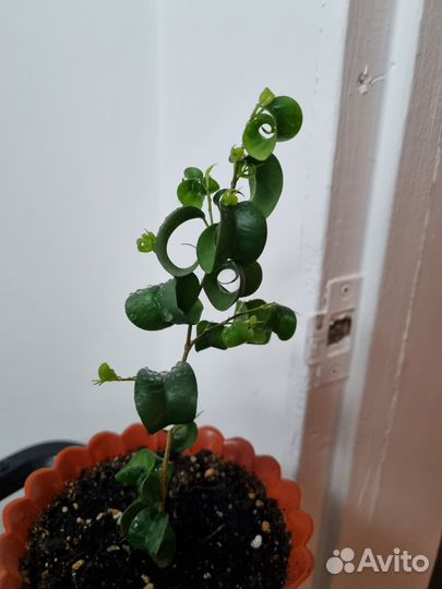 Фикус кучерявый