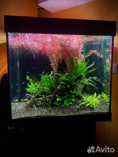 Аквариумные растения / Ротала