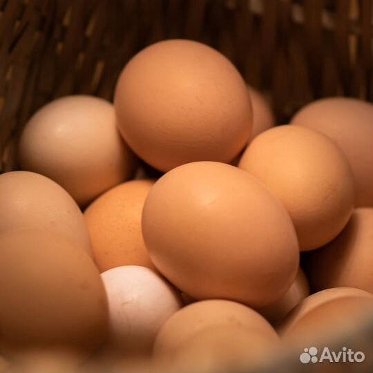 Домашние куриные яйца