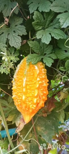 Семена момордики