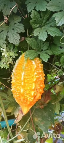 Семена момордики